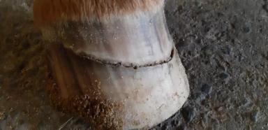 Вопросы из чатов: как залечить трещину на копыте у лошади? 