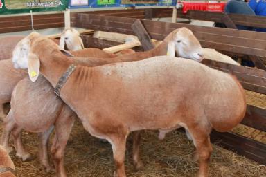 XXII Российская выставка племенных овец и коз