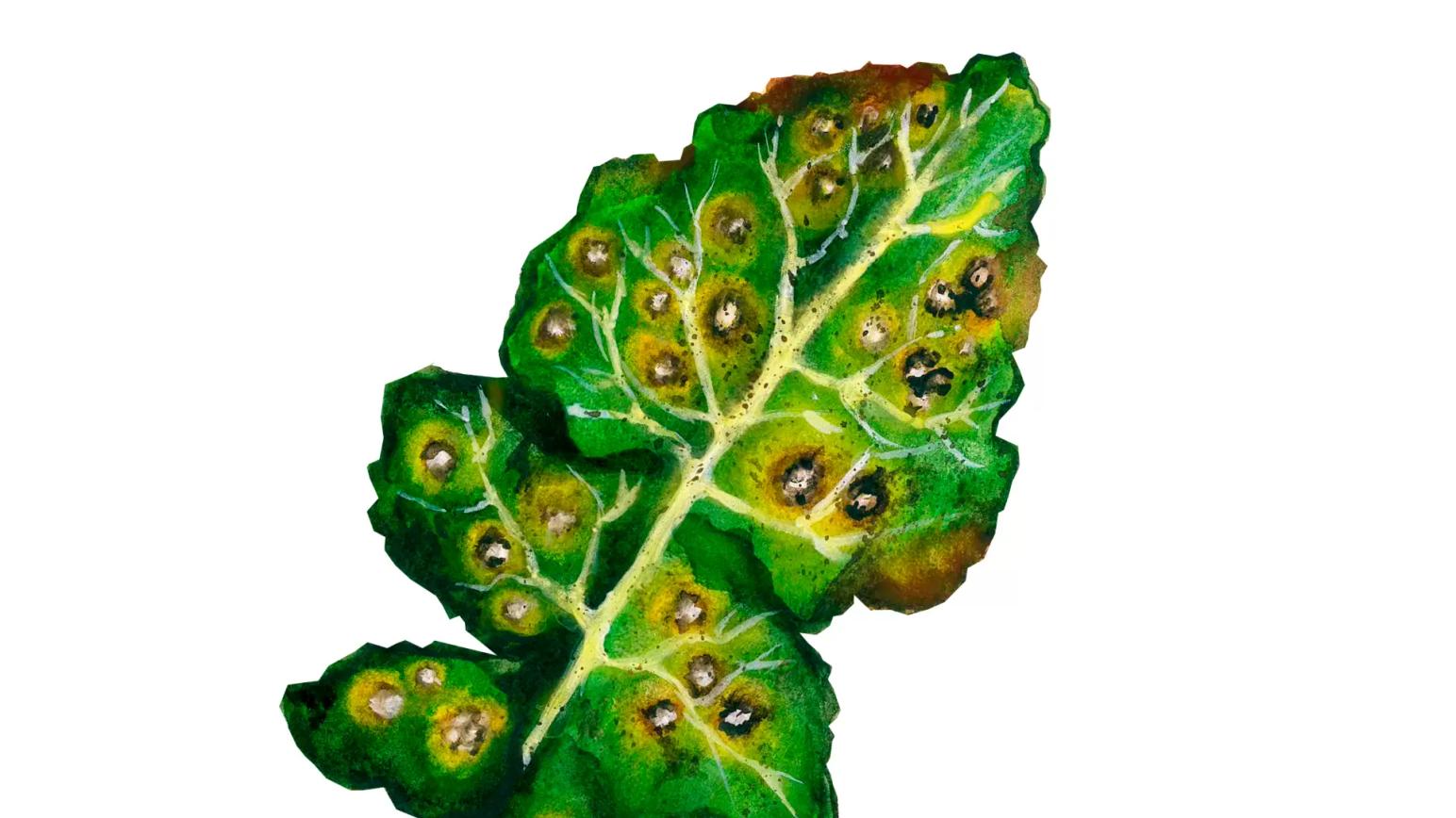 Белая пятнистость (цилиндроспориоз) рапса