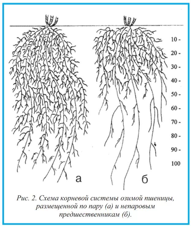 Влага и корневая система озимой пшеницы в севообороте