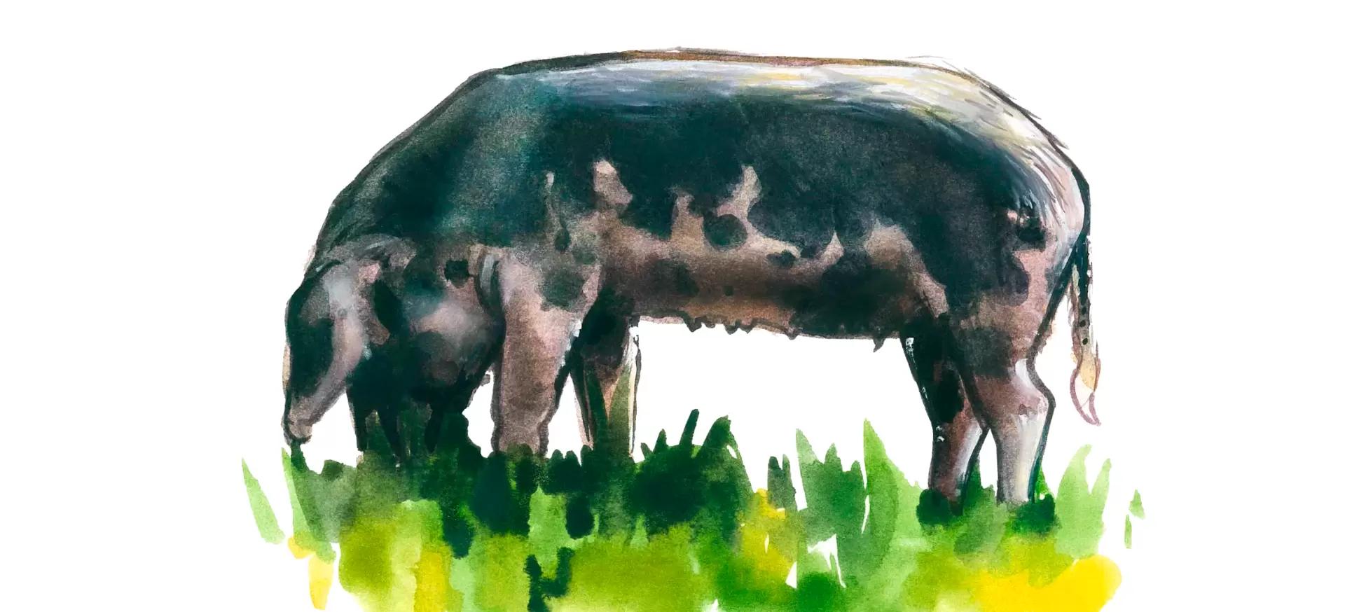 Бизаро – порода свиней