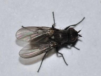 Злаковые мухи – осенние вредители озимой пшеницы. Как они нас незаметно объедают