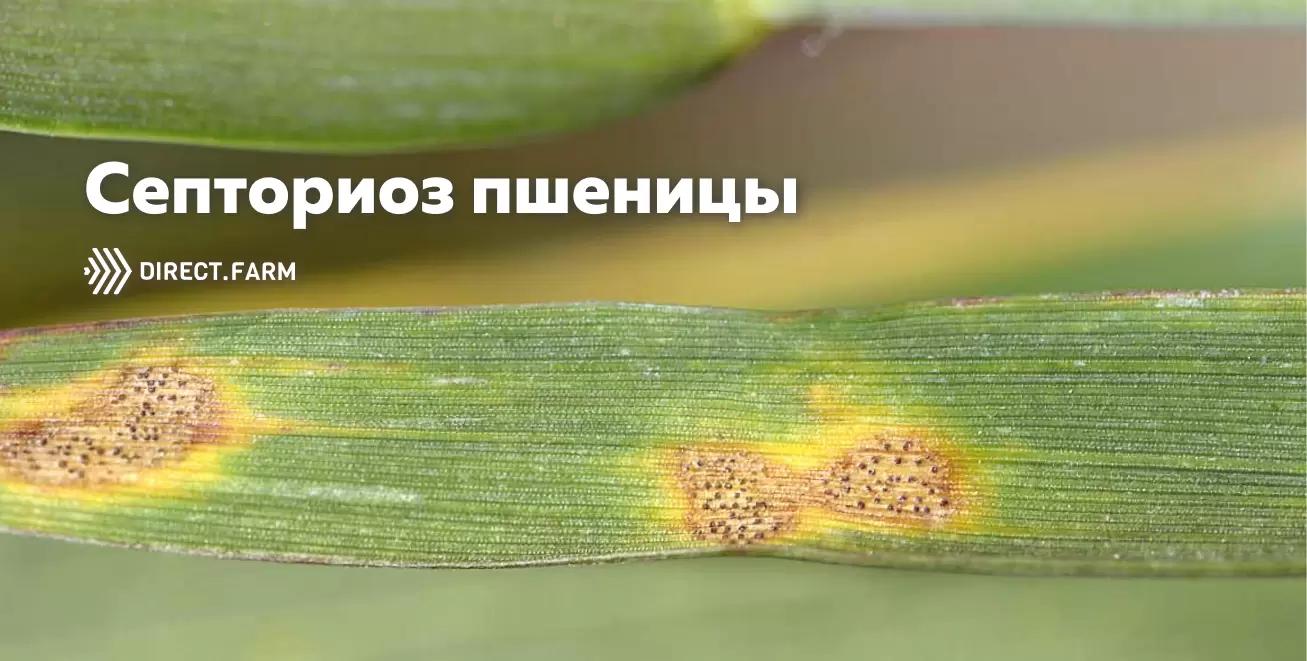 Опасность септориоза пшеницы возрастает