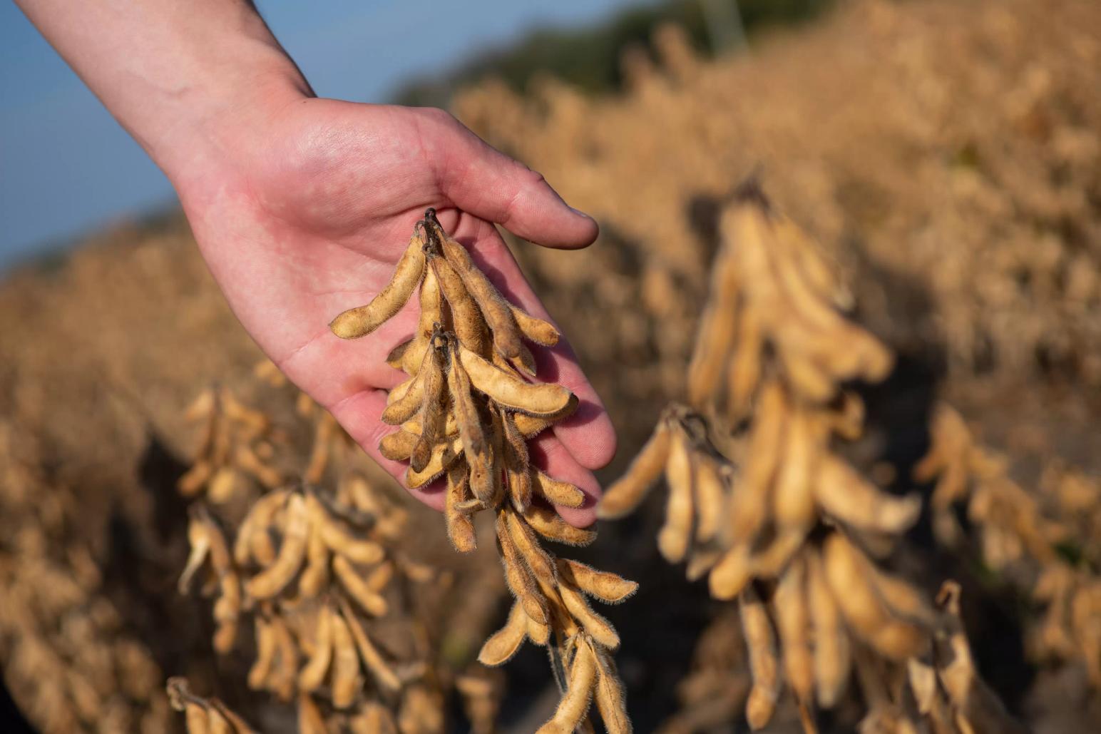 Сорта сои "СОКО" - это стандарт в селекции!