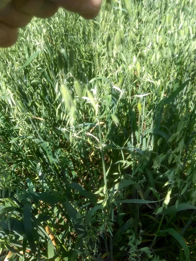 Вредитель или болезнь?