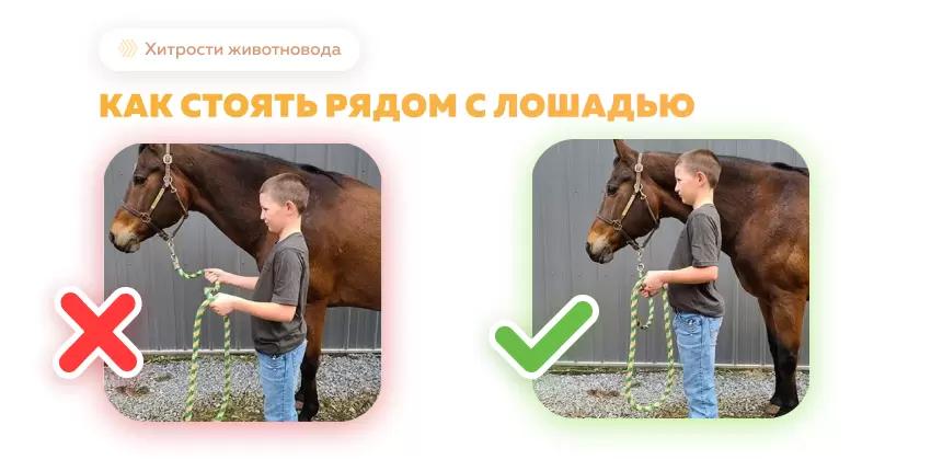 Безопасное обращение с лошадьми