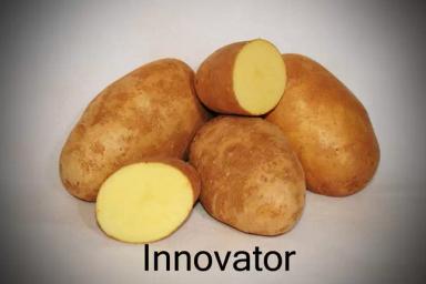 Инноватор картофель