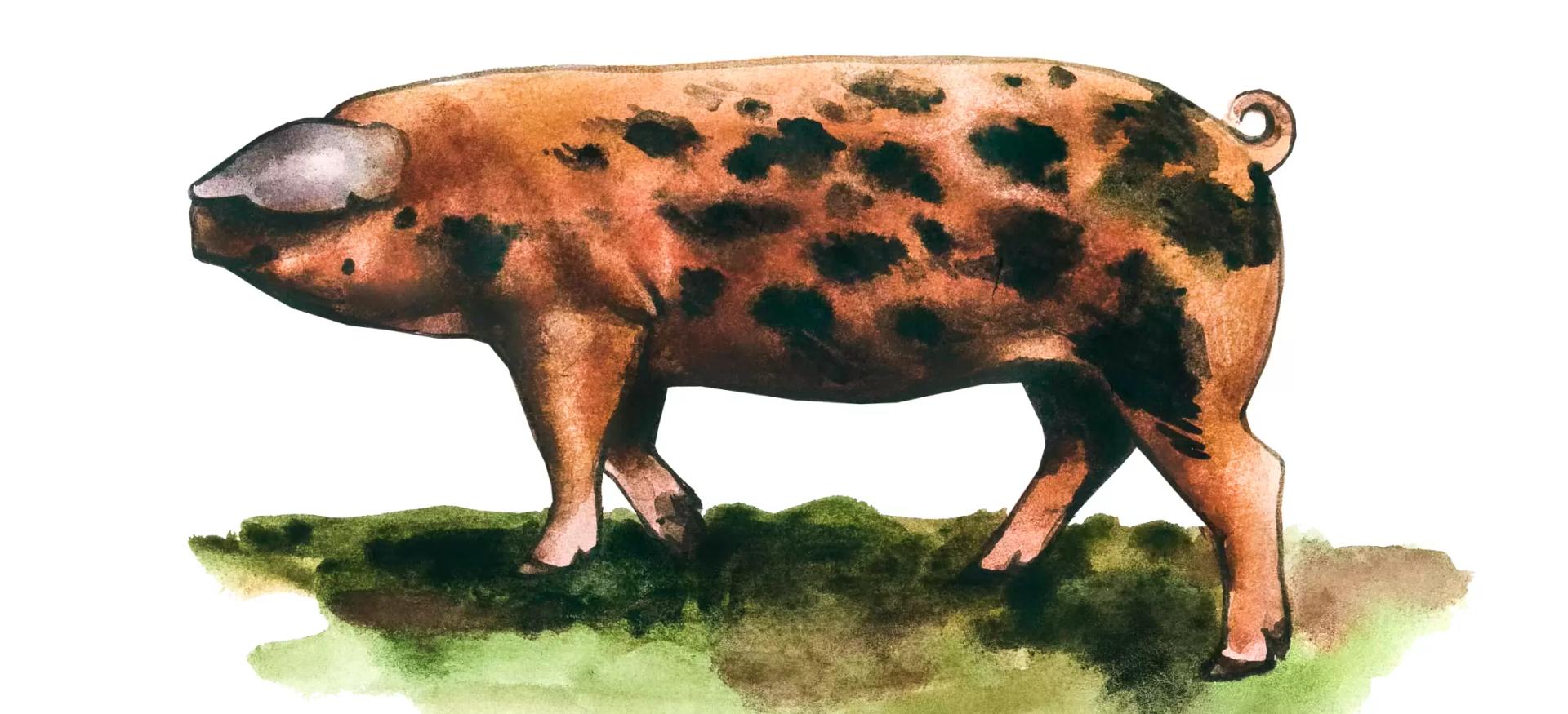 Оксфордская песочно-черная (оксфордская лесная) – порода свиней