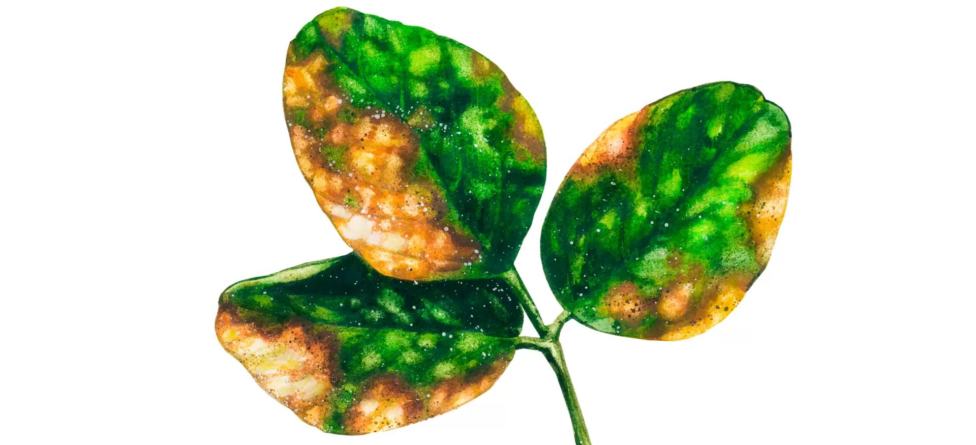 Бактериальный ожог сои