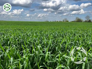 Будущий урожай озимой пшеницы "Секлетия"