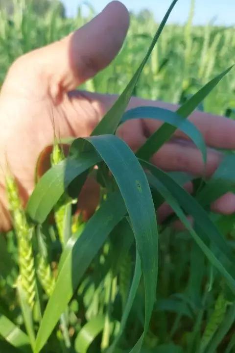 Чем обработать пиренофороз и септориоз?