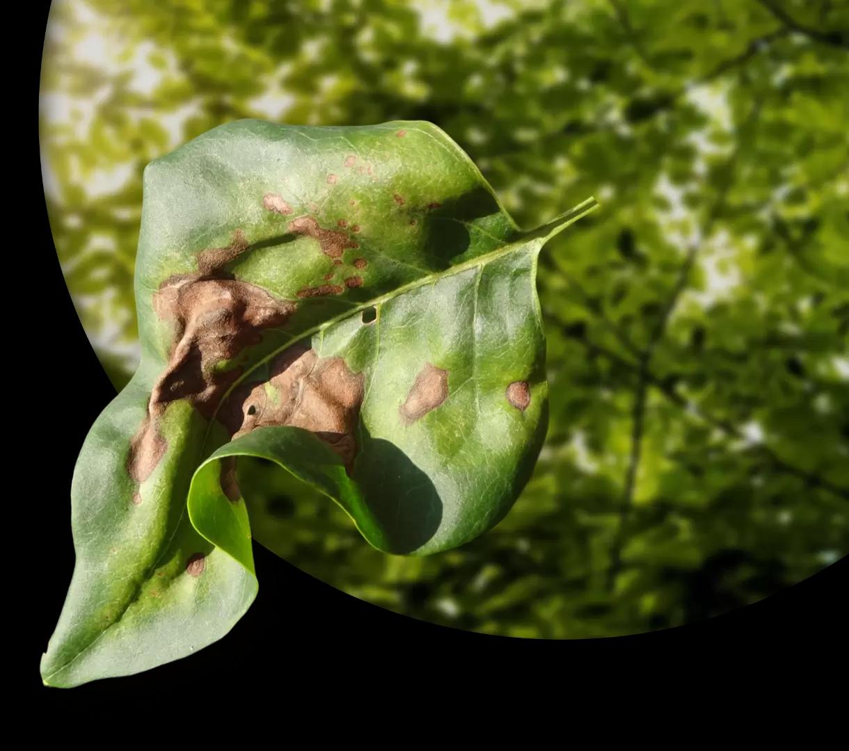 Бактериозы – болезни, которые могут уничтожить весь урожай: что делать