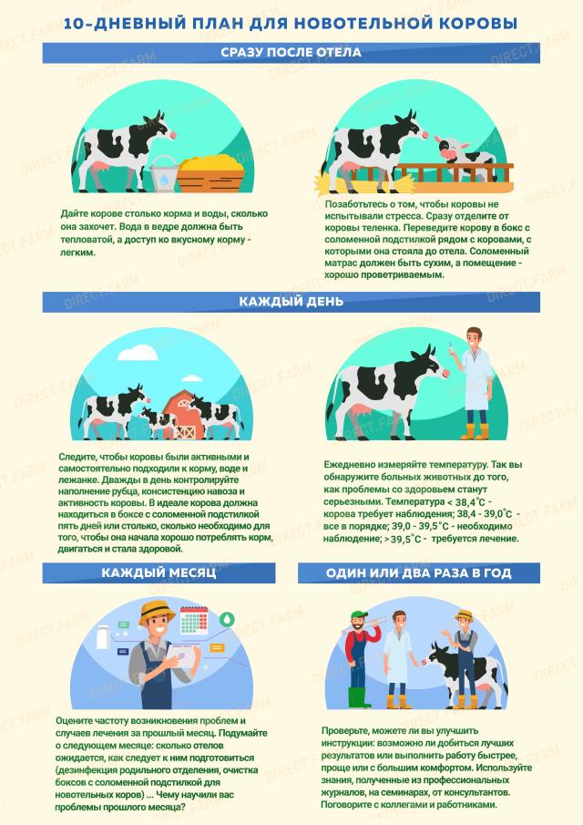 10-дневный план для новотельной коровы