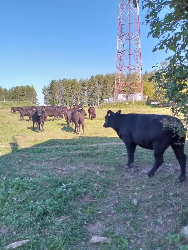 Мясной скот в Марий Эл
