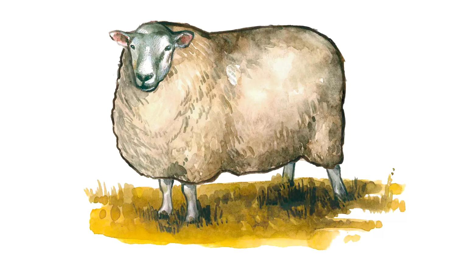 Западно-сибирская мясная порода овец