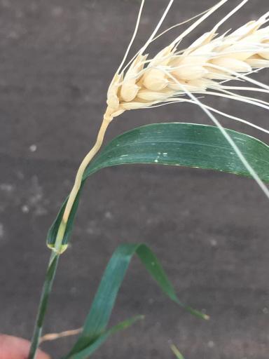 Пустой колос пшеницы - причины?
