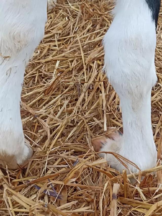 Врожденная контрактура у телят.