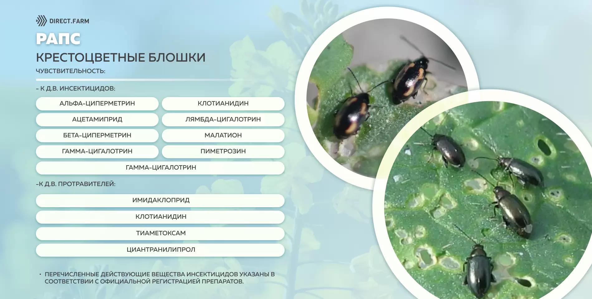 Шпаргалка д.в. против крестоцветных блошек