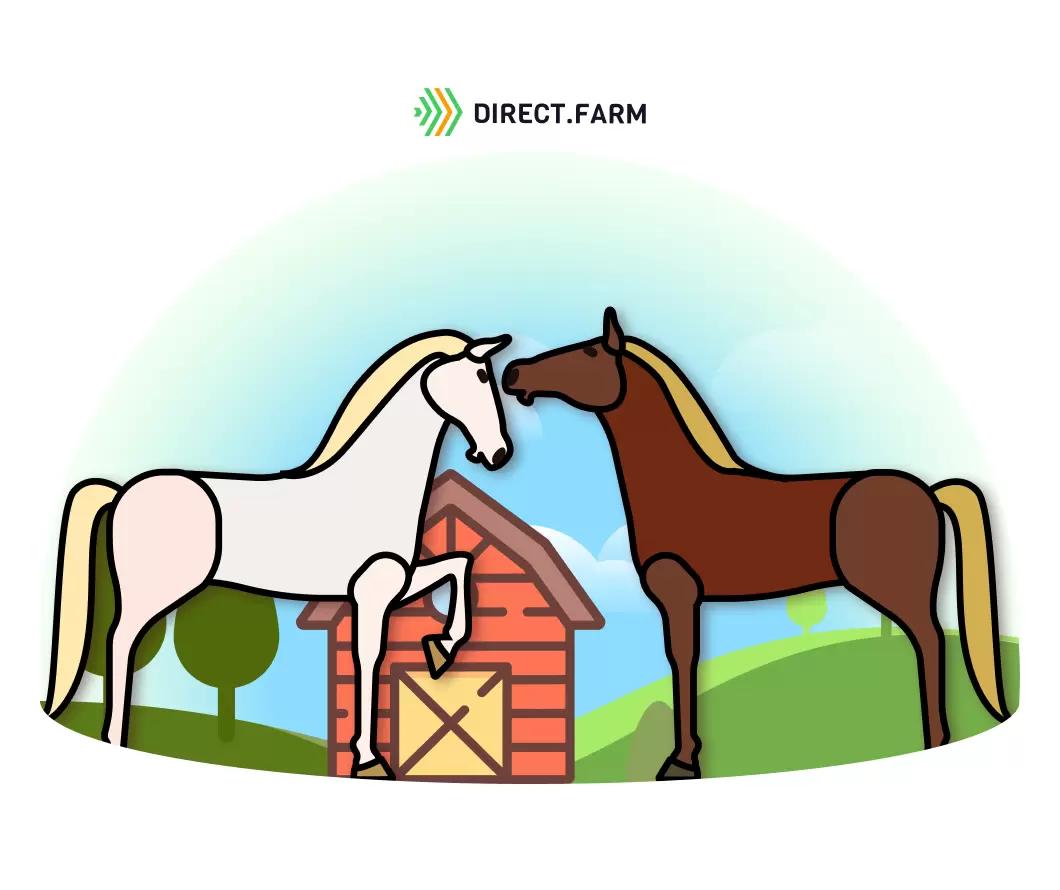 Причины агрессии кобылы в момент случки