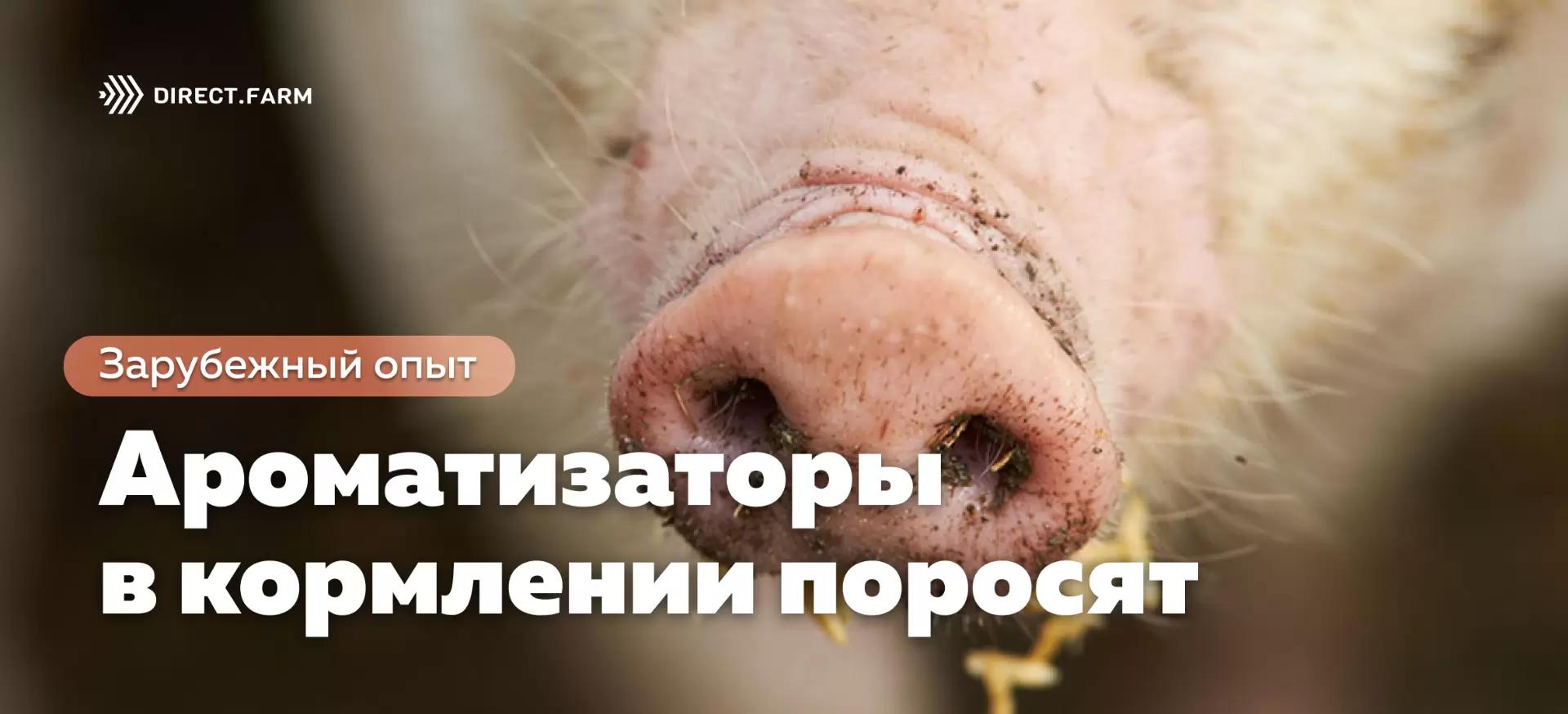 Влияние кормовых ароматизаторов на продуктивность поросят-отъемышей