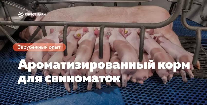 Ароматизированный корм повышает продуктивность свиноматок