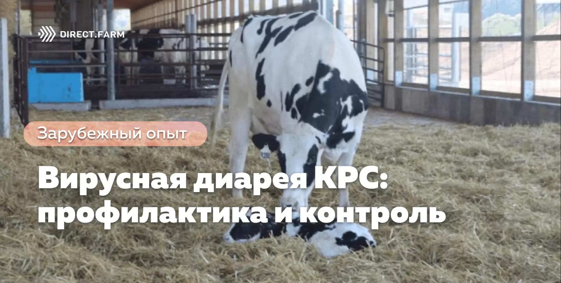 Вирусная диарея КРС: профилактика и контроль