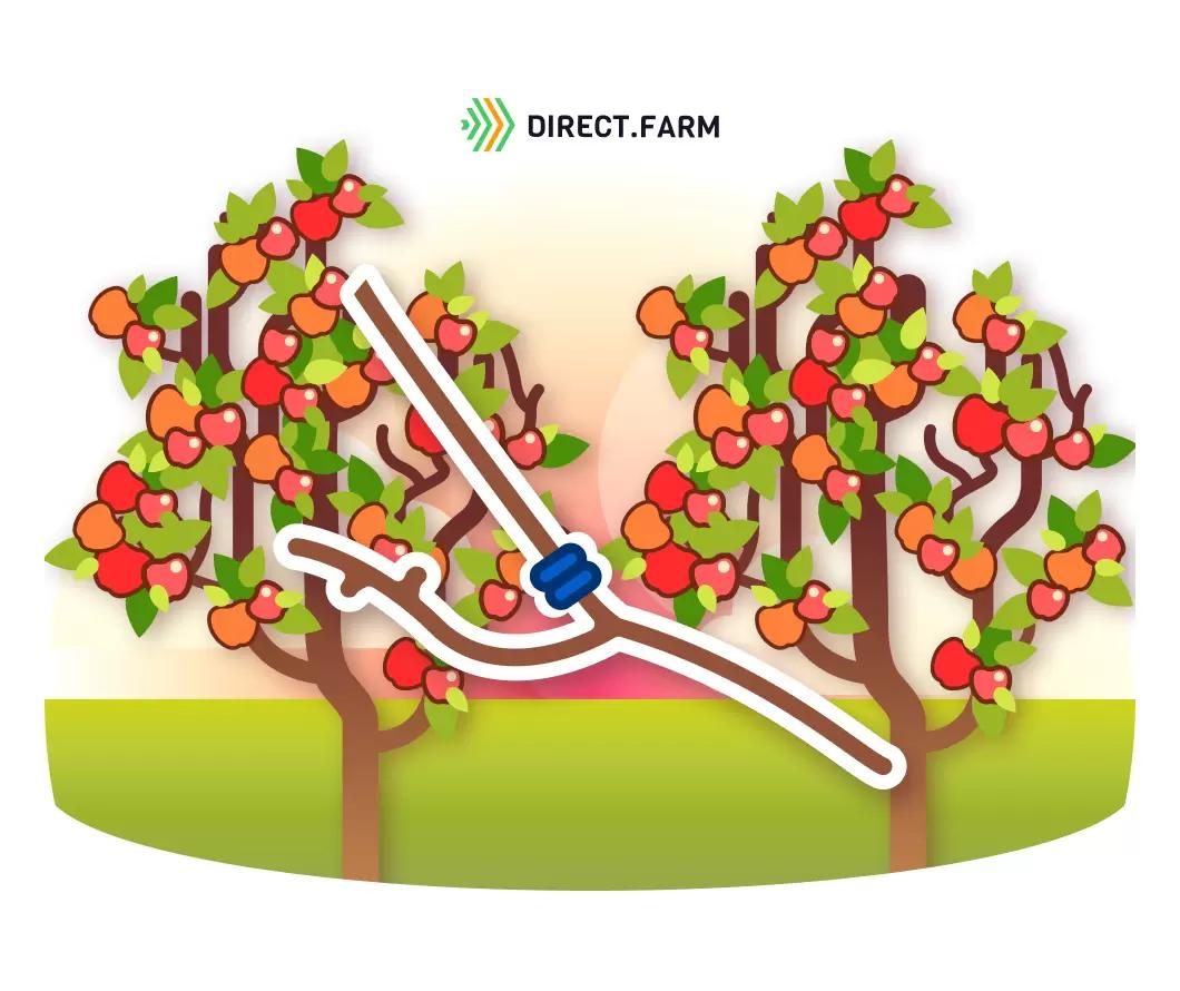 Осенняя прививка плодовых культур