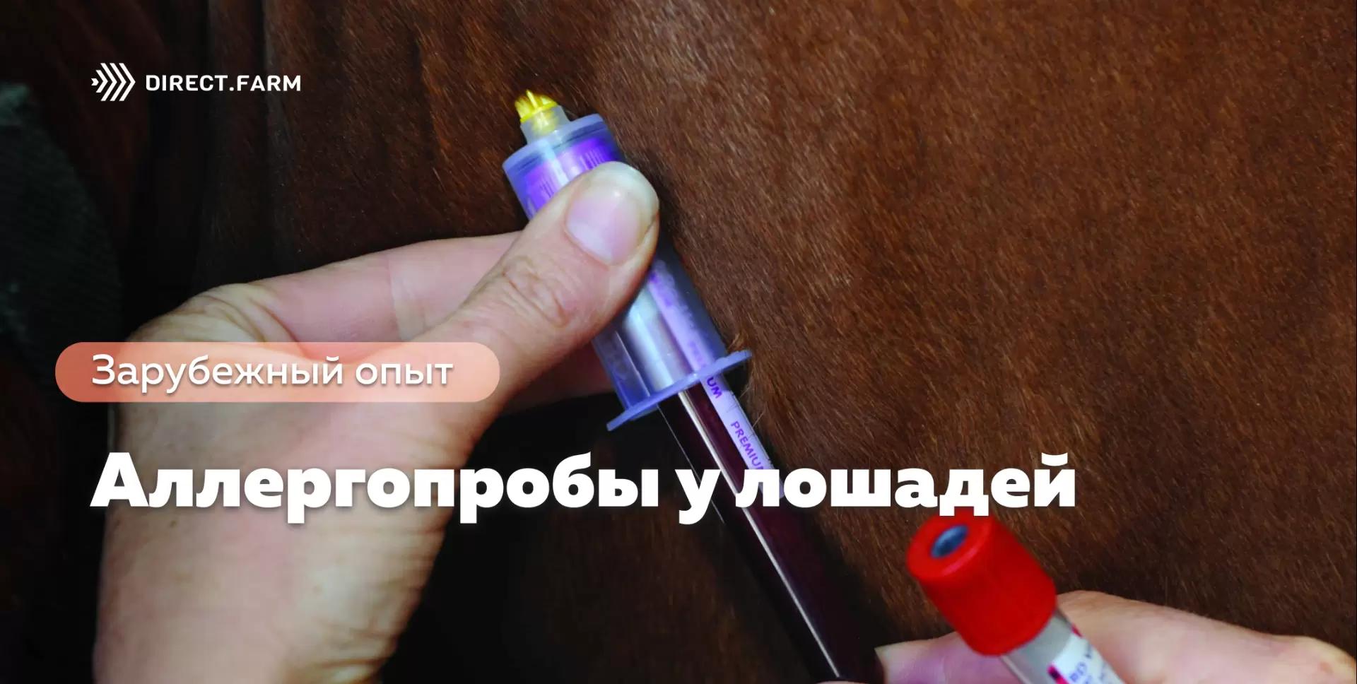 Аллергопробы у лошадей