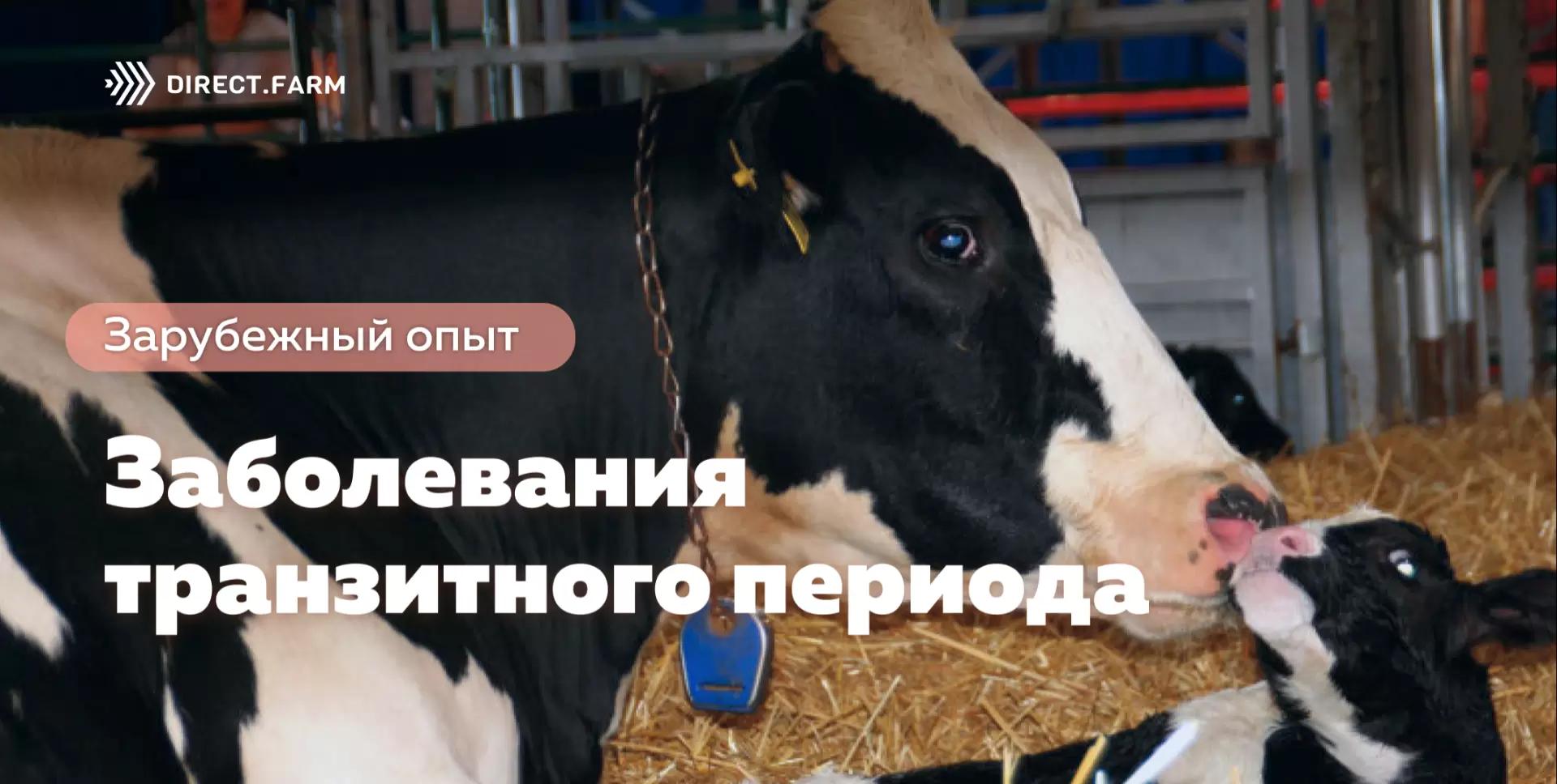 Заболевания транзитного периода, приводящие к наибольшим убыткам