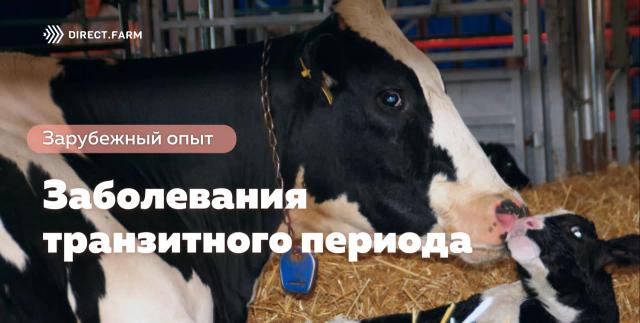 Смещение сычуга - симптомы, причины и методы лечения данного заболевания у животных Смещение сычуга (dislocatio abomasi) - симптомы, причины, методы лечения