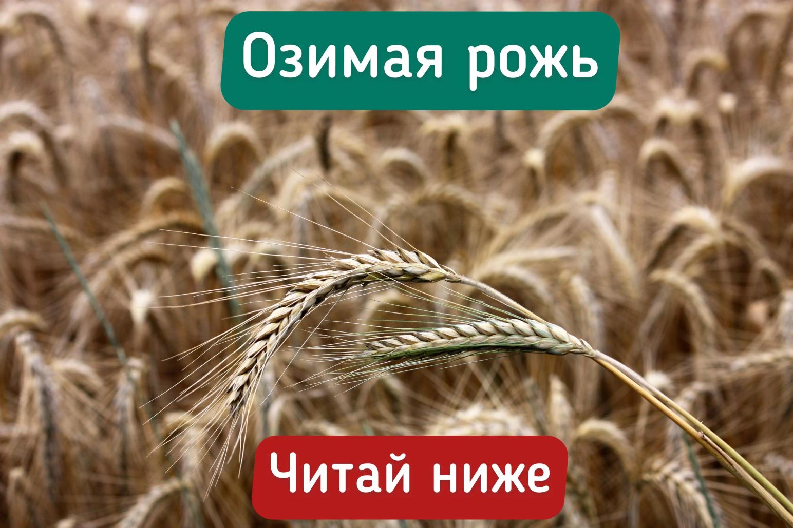 Озимая рожь. Биотехнология возделывания. Препарат Ризобакт.
