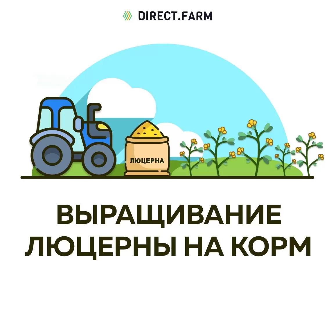 Технология выращивания люцерны на корм