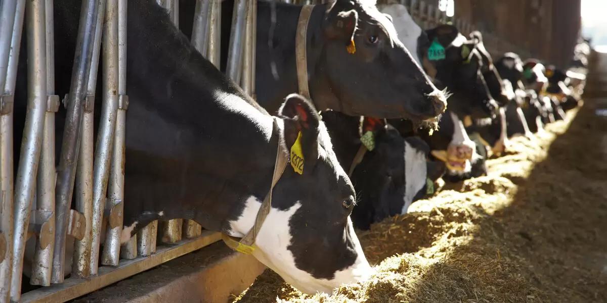 Меры борьбы с тепловым стрессом и профилактика хромоты у молочного скота