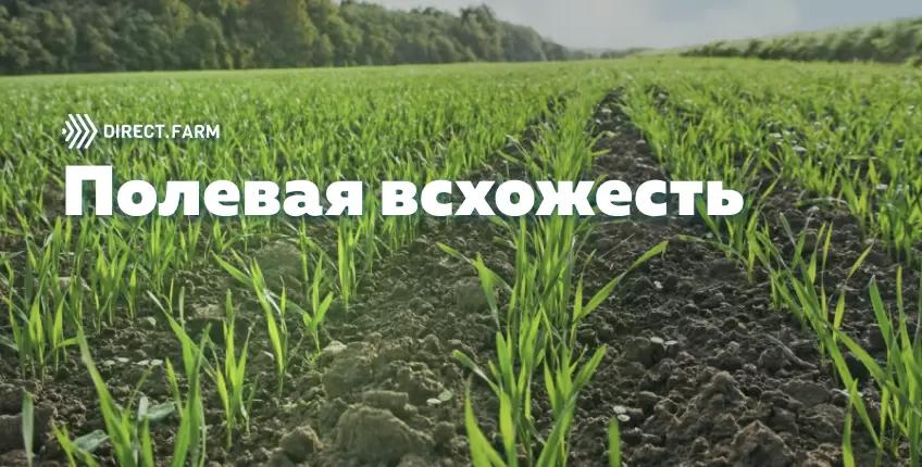 Причины снижения полевой всхожести семян