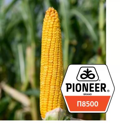 П 8500 - гибрид кукурузы Пионер
