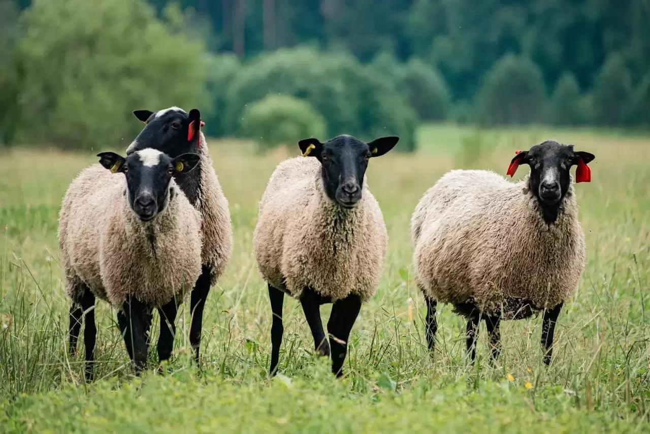 Как начать бизнес в животноводстве.