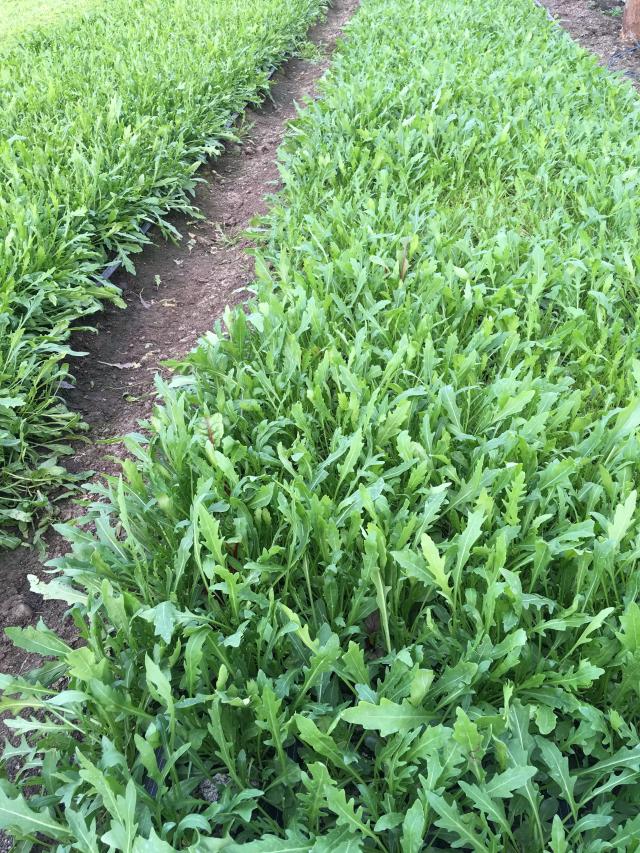 Руккола в условиях теплицы