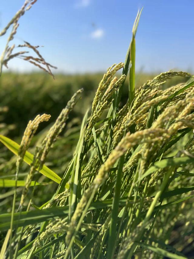 Ханкайский рис