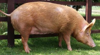 Темворс – порода свиней