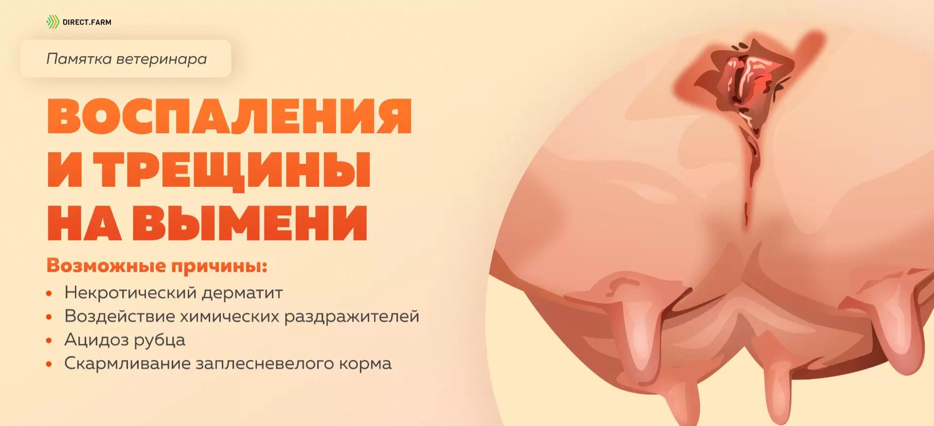 Памятка ветеринара: воспаления и трещины на коже вымени коров