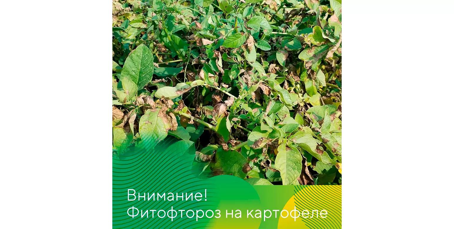 Внимание, картофелеводы!