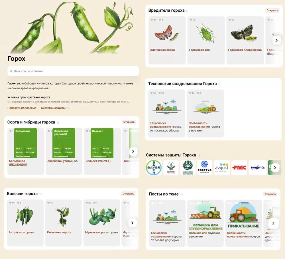 Горох: сорта, болезни, вредители, технологии