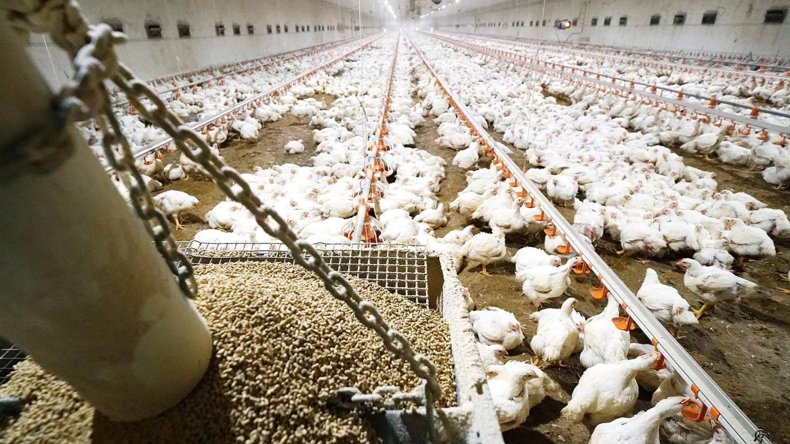 Российским ресторанам не хватает куриного мяса