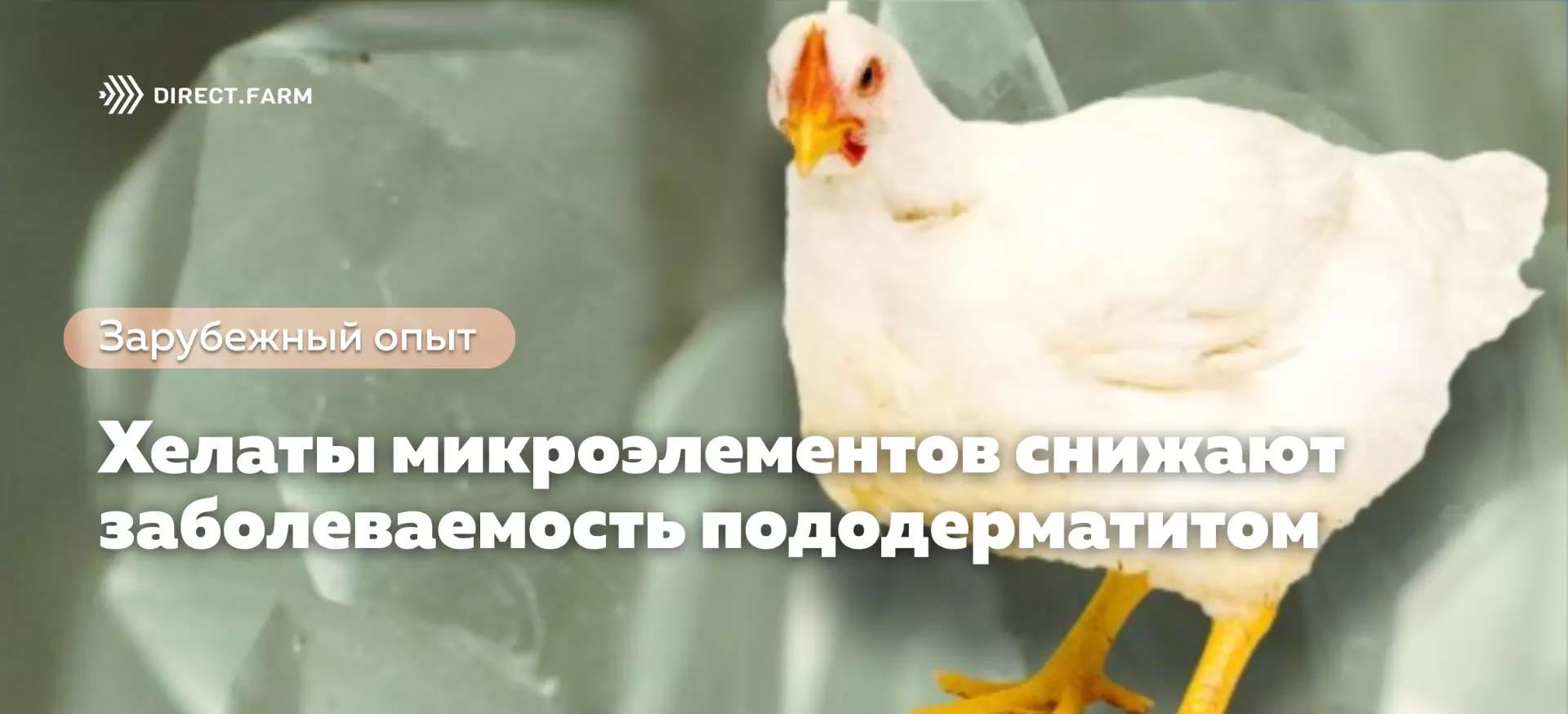 Хелаты микроэлементов снижают заболеваемость пододерматитом у бройлеров