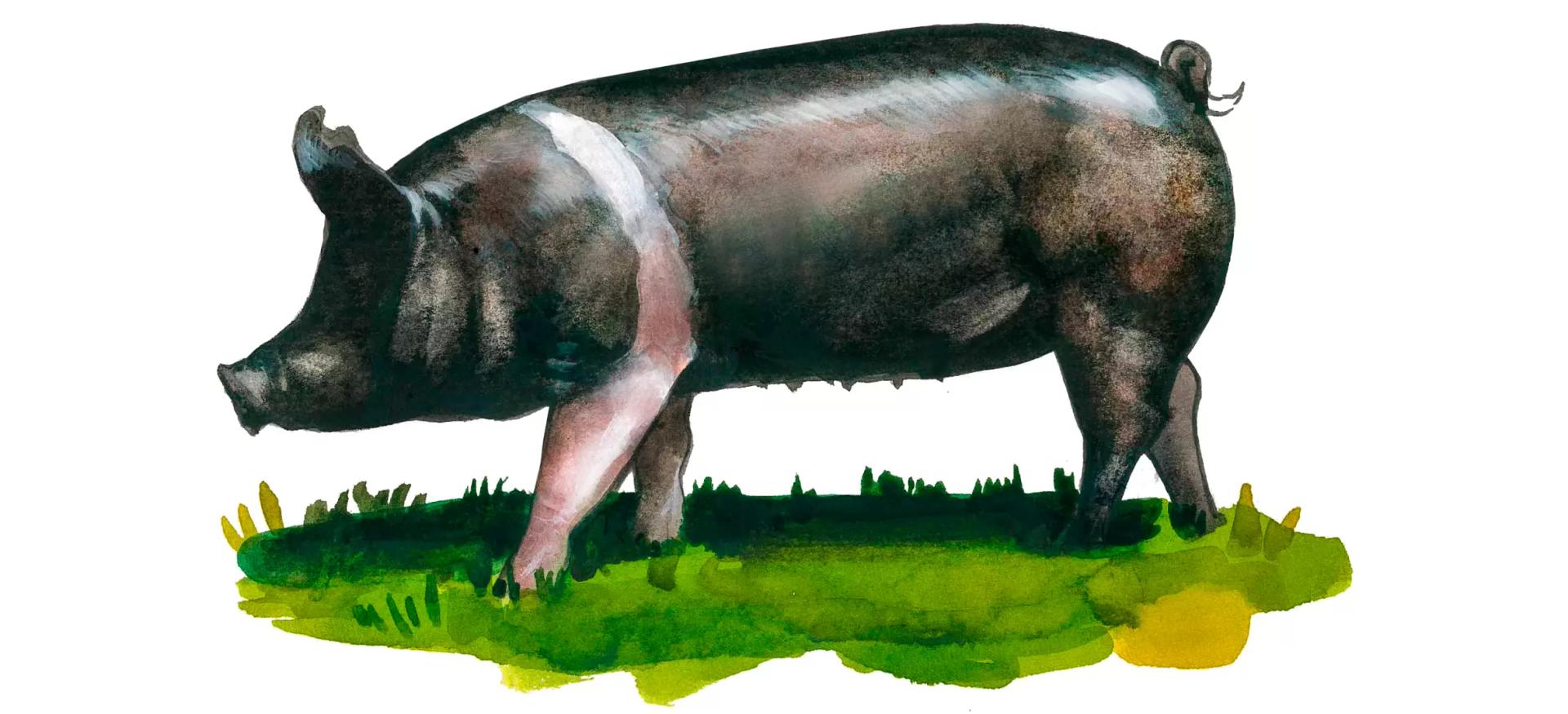 Базна (румынский сэддлбэк) – порода свиней