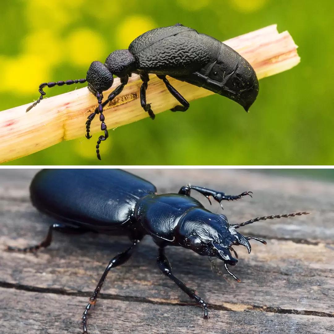 Как отличить полезных и вредных насекомых, если они похожи?