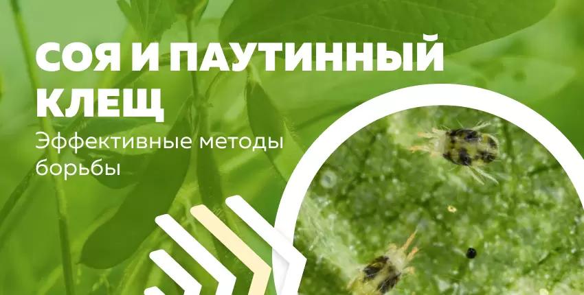 Как бороться с паутинным клещом на сое?