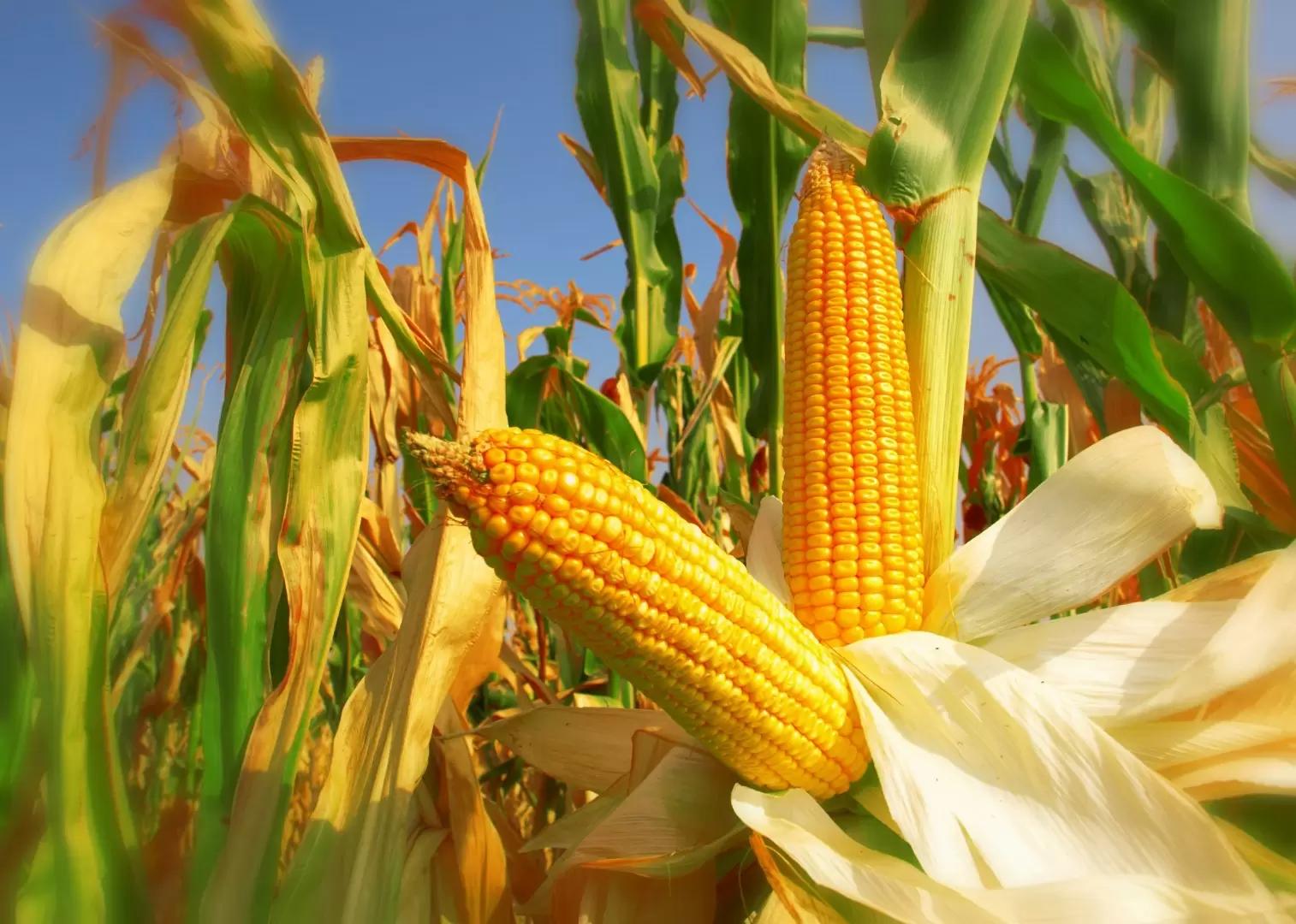 Почему кукуруза становится короче