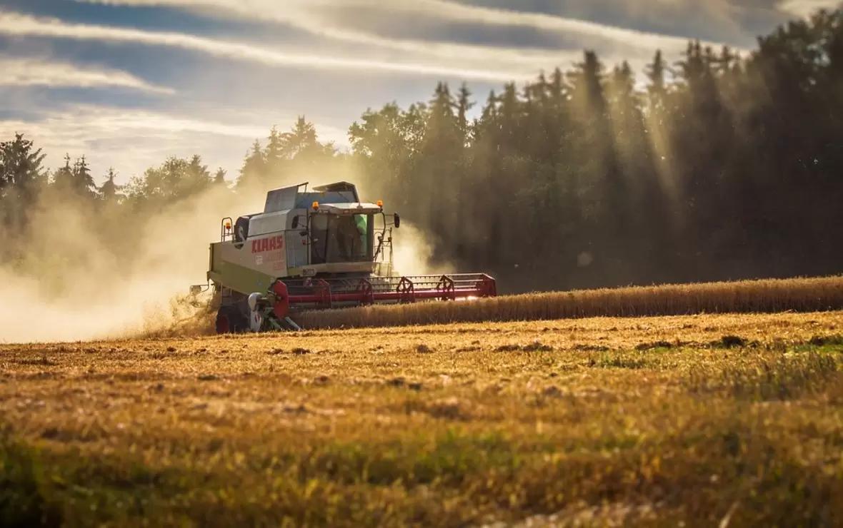 Эксперты повысили оценку урожая пшеницы в России в 2023 году до 86 млн тонн