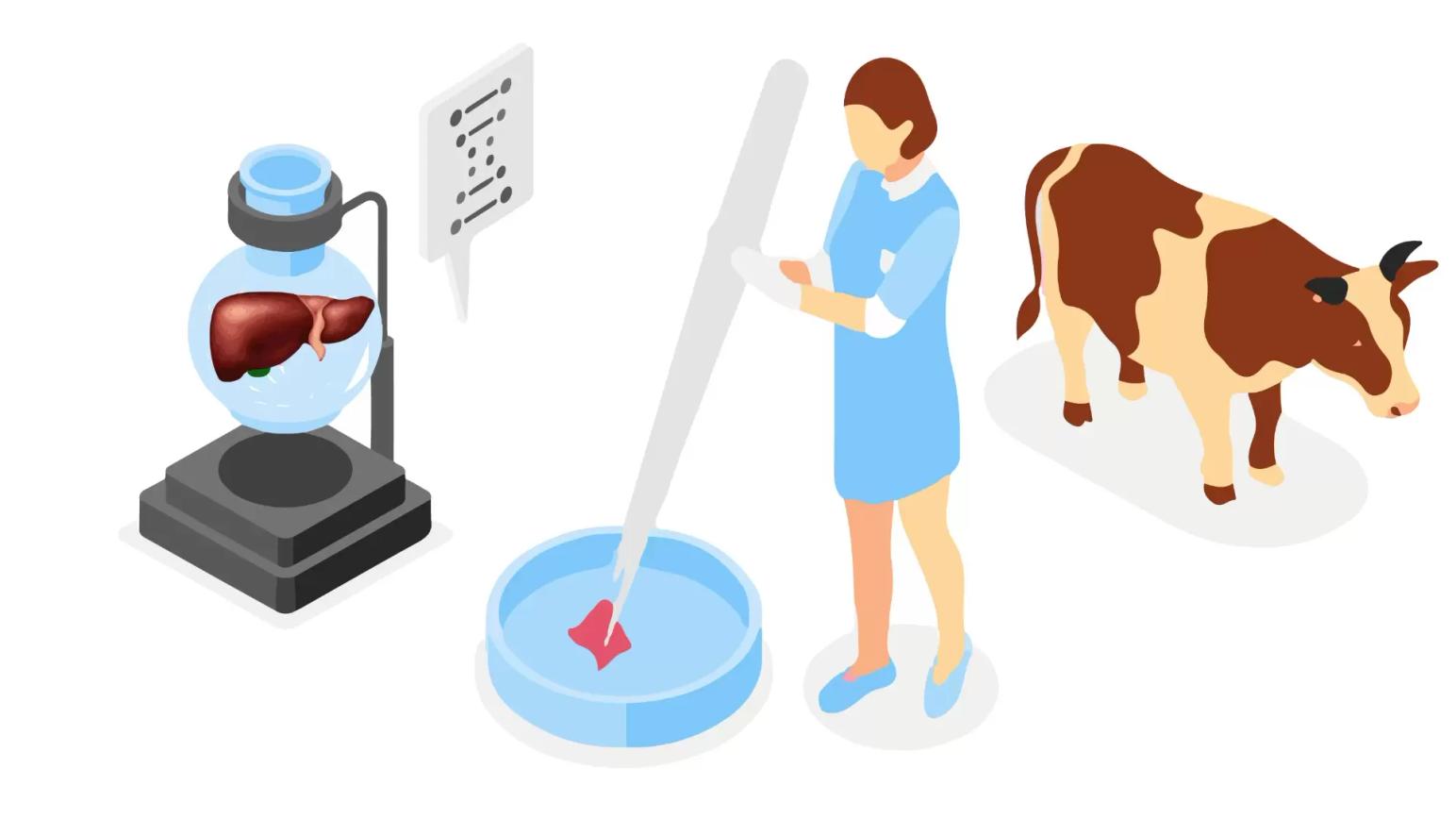 Гепатопротекторы: ключ к здоровью печени